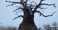 Beobab trees made of Nafufill RM 