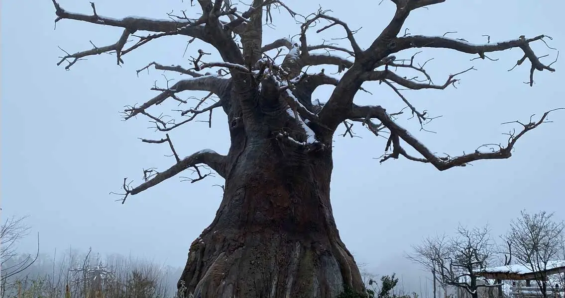 Beobab trees made of Nafufill RM 