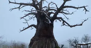 Beobab trees made of Nafufill RM 