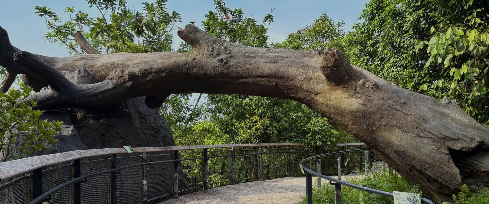 A unreal tree in the zoo