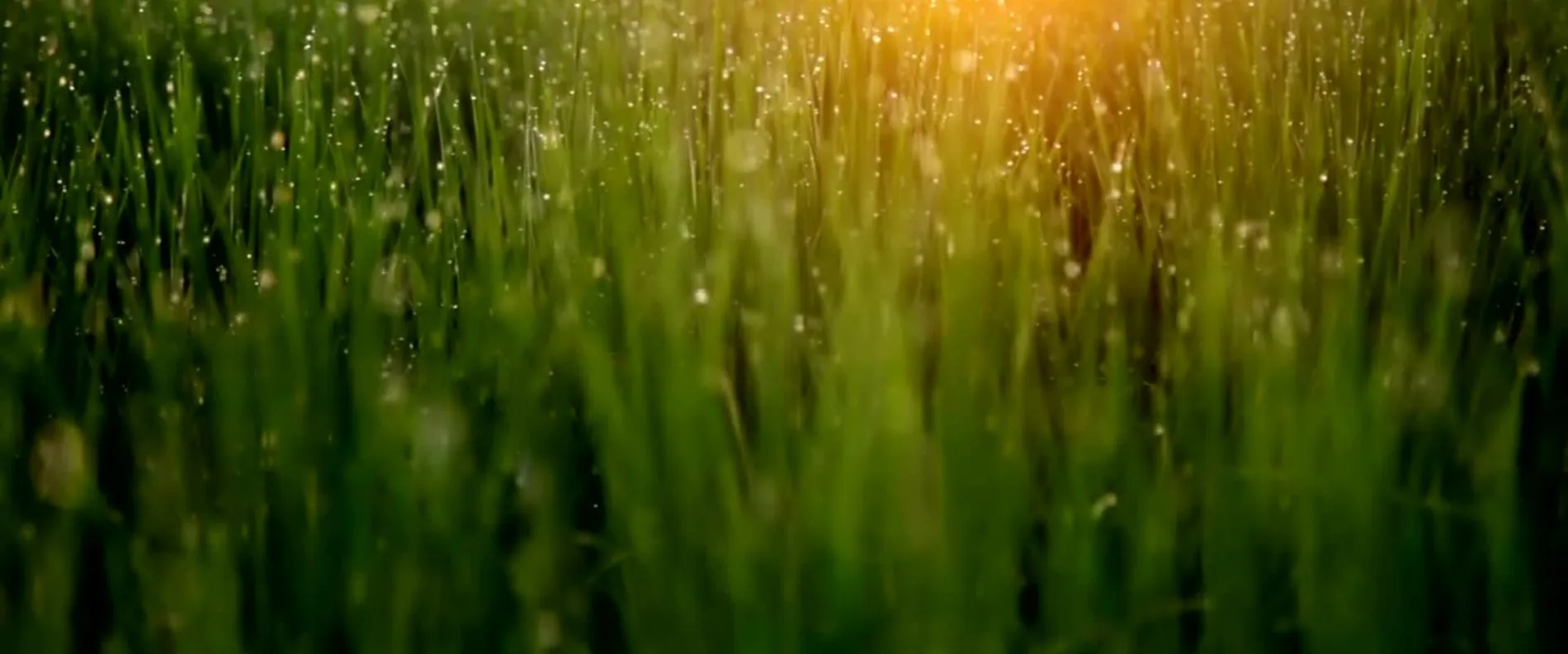 Green meadow