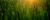 Green meadow